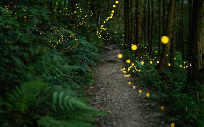 Marketing Magic: Turning Your E-commerce Website from a Hidden Castle in the Enchanted Forest to a Shopper’s Paradise