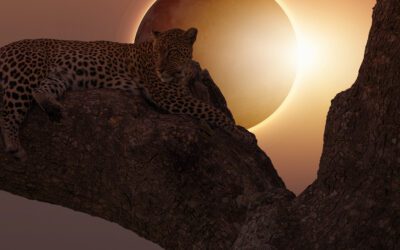 “Jungle Chronicles” An epic web development expedition